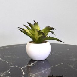 Arranjo de Suculenta no Vaso Branco de Cerâmica|linha Permanente Formosinha - 1