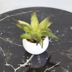 Arranjo de Suculenta no Vaso Branco de Cerâmica|linha Permanente Formosinha - 2