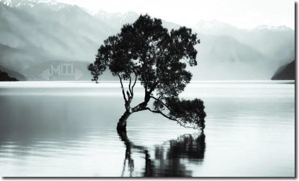 Quadro decorativo paisagem lago com arvore antiga para quarto e sala 1 peça - 1
