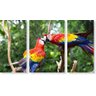 Quadro Decorativo Paisagem Arara Colorida 3 peças - 1