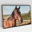 Ver imagem 1 de Quadro Decorativo em Canvas Cavalo de Perfil TaColado Moldura Flutuante 4,5cm Freijó 120 x 80cm