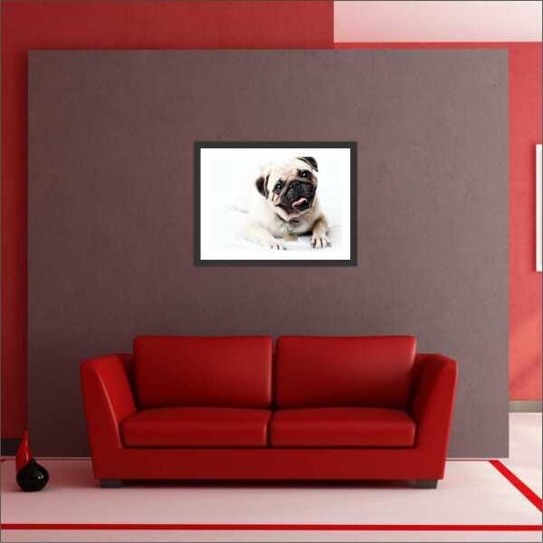 Quadro Decorativo Animais Cão Pug PetShop Salas Interiores Com Moldura - 4