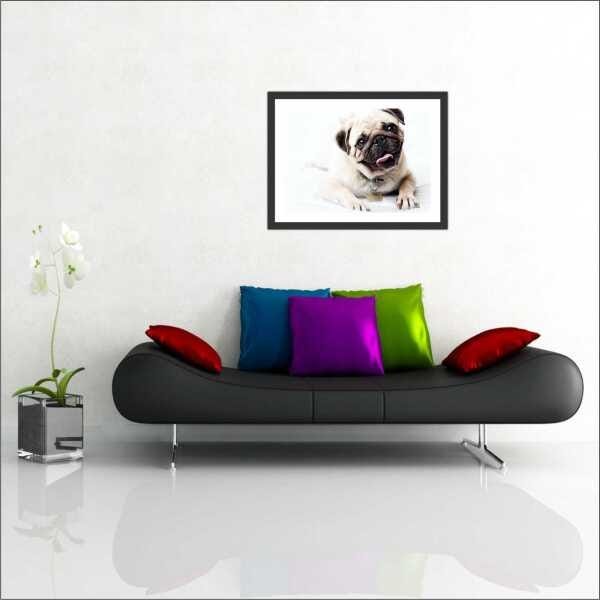 Quadro Decorativo Animais Cão Pug PetShop Salas Interiores Com Moldura - 1