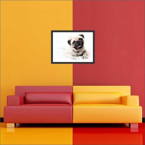 Quadro Decorativo Animais Cão Pug PetShop Salas Interiores Com Moldura - 2