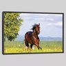 Quadro Cavalo Xi 45x65 Moldura Preta - 1