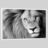 Quadro Leão Close P E B 95x63 Moldura Branca - 1