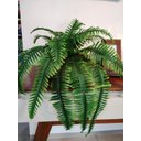 Ver imagem 1 de Arranjo Vaso Polietileno Bege C/ Samambaia Cmc