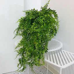 2 Unidades Samambaias Verde Pendente Folhagem Verde 65cm - 2