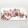 Quadro Decorativo Flores Orquídeas Bege para Sala Recepção Conjunto 3 Telas 60x120 - 3