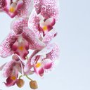 Ver imagem 3 de Arranjo de Orquídea Artificial Pintas Vinho Vaso Rose Gold