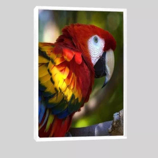 Quadro Arara Brasil 95x63 Moldura Branca - 1