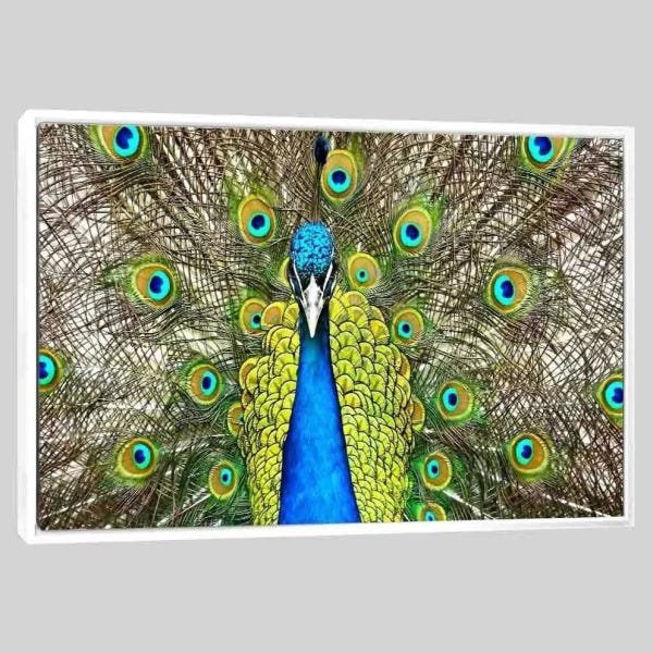 Quadro Pavão 95x63 Moldura Branca - 1