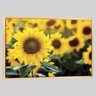 Quadro Floral Campo De Girassóis 95x63cm Moldura Natural - 1