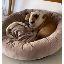 Cama para Pets Cães e Gatos Nuvem Veludo G 70x70:Rose Gold Veludo - 3