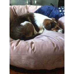 Cama para Pets Cães e Gatos Nuvem Veludo G 70x70:Rose Gold Veludo - 4