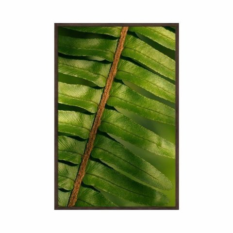 Quadro Decorativo Folha Samambaia Verde Flnt113 - Vidro com Impressão U.v - 80x60cm