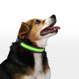 Coleira LED 3 Funções Verde Tam. P Mimo - PP338 PP338 - 4