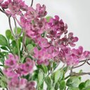 Ver imagem 5 de Kit 4 Plantas Kalanchoe Artificial Flores Jardim Buquê 30cm