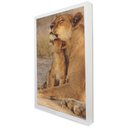 Ver imagem 2 de Quadro Decorativo Leoa e Seu Filhote em Moldura Caixa Tacolado Moldura Trad 1cm Madeira Escura com V