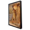 Ver imagem 3 de Quadro Decorativo Leoa e Seu Filhote em Moldura Caixa Tacolado Moldura Trad 1cm Madeira Escura com V