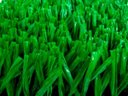 Ver imagem 1 de Grama Sintética SoftGrass 20mm - Verde