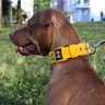 Coleira Cachorro Fit Medio Grande Porte Segura Reforçada Amarelo GG - 3
