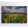 Quadro Campo de Girassóis Medidas 120x80 Cm Impressão Vidro Acrílico - 1