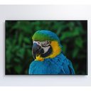 Ver imagem 3 de Quadro Arara 60x40 Cm Vidro Impresso