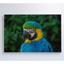 Ver imagem 7 de Quadro Arara 60x40 Cm Vidro Impresso