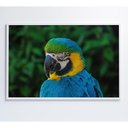 Ver imagem 2 de Quadro Arara 60x40 Cm Vidro Impresso