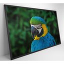 Ver imagem 6 de Quadro Arara 60x40 Cm Vidro Impresso