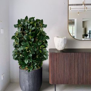 Kit 9 Folhagens Premium Peperômia Artificial - Buquê em Planta Permanente Realista para Decorar