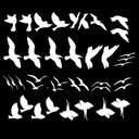Ver imagem 1 de Adesivo Pássaros Gaivotas Sortidos 20 Unidades Pássaro Vidro:branco