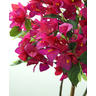 Arvore Planta Bougainville 140cm Flores Bouganvilla - 4