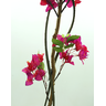 Arvore Planta Bougainville 140cm Flores Bouganvilla - 2