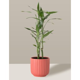 Vaso Cachepô de Cerâmica para Plantas Coral PE - 5
