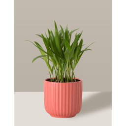 Vaso Cachepô de Cerâmica para Plantas Coral PE - 4