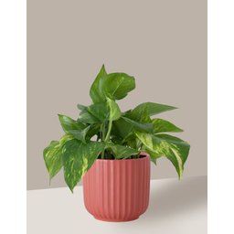 Vaso Cachepô de Cerâmica para Plantas Coral PE - 2