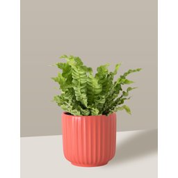 Vaso Cachepô de Cerâmica para Plantas Coral PE - 6