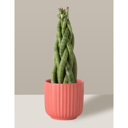 Vaso Cachepô de Cerâmica para Plantas Coral PE - 7