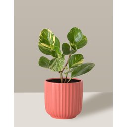Vaso Cachepô de Cerâmica para Plantas Coral PE - 3