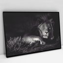 Ver imagem 1 de Quadro Decorativo em Canvas Leão Preto e Branco - Moldura Preta - 90 x 60cm