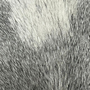 Ver imagem 4 de Tapete Couro de Boi Natural Inteiro - 01