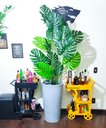 Ver imagem 1 de Costela de Adão Decoração Realista + Vaso Decorativo