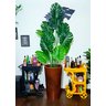Costela de Adão Decoração Realista + Vaso Decorativo - 5
