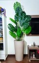 Ver imagem 3 de Costela de Adão Decoração Realista + Vaso Decorativo