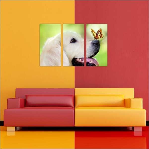 Quadro Cão Animais Colorido 3 Peças Salas Moldura Decorar - 2