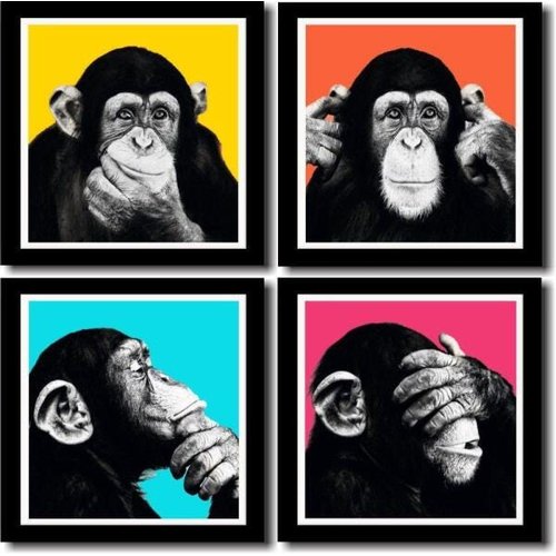 57 melhor ideia de Macacos engraçados