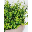 Ver imagem 2 de Arranjo de Folhagem Verdinho Artificial e Vaso Bege Grande