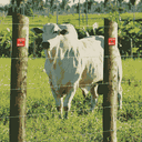 Ver imagem 3 de Arame Farpado Motto 500m Belgo Arame Farpado Motto da Belgo®